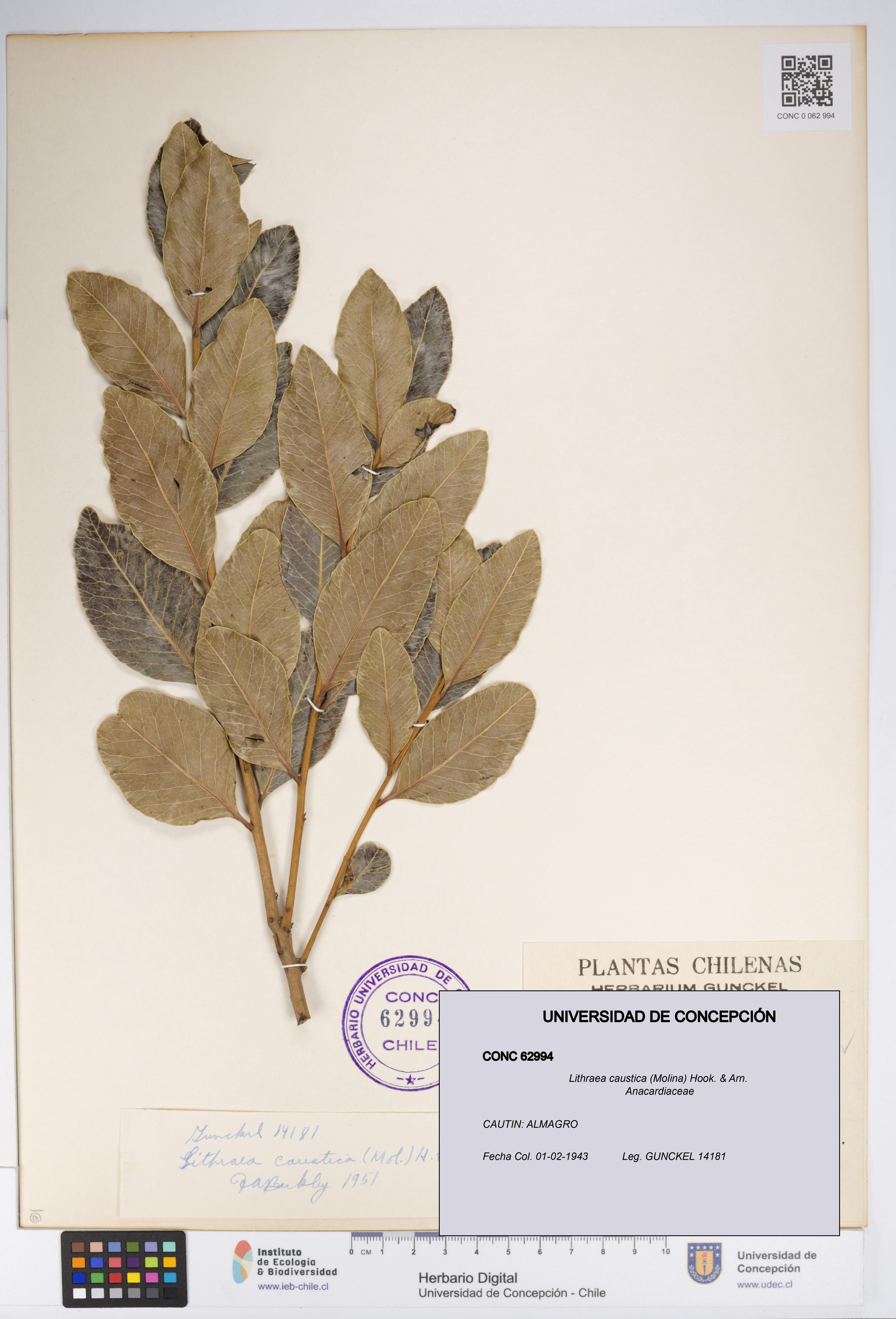 Lithraea caustica [Espécimen: UDEC:CONC:0062994]