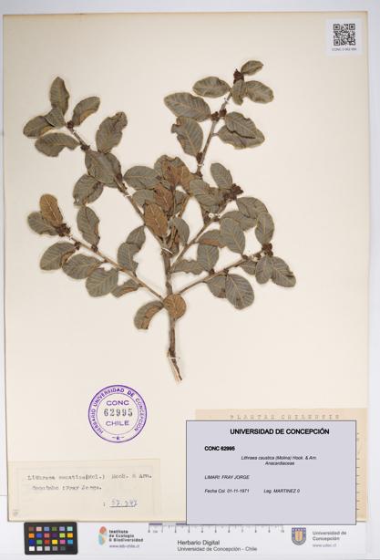 Lithraea caustica [Espécimen: UDEC:CONC:0062995]