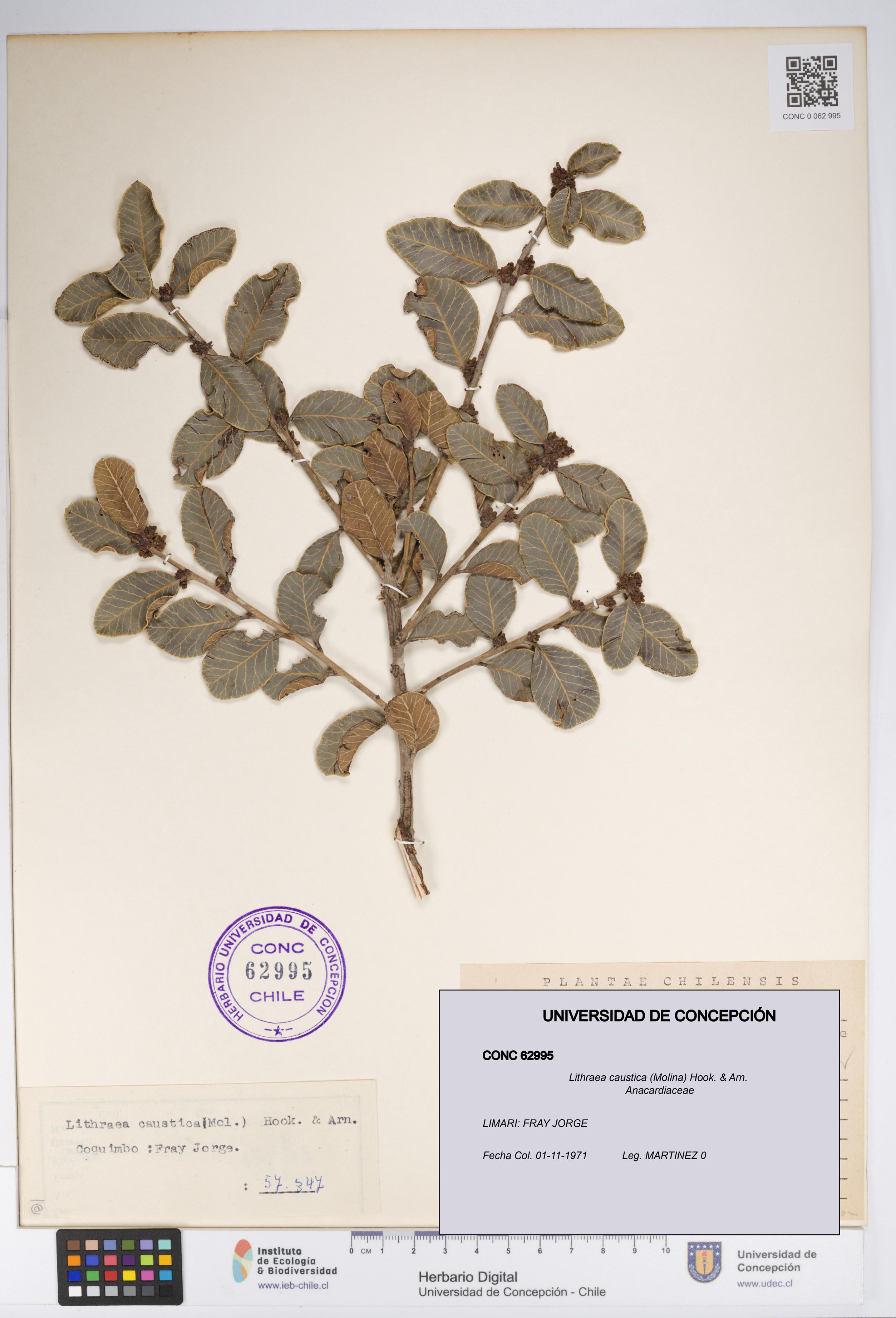 Lithraea caustica [Espécimen: UDEC:CONC:0062995]