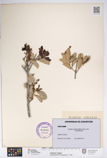 Lithraea caustica [Espécimen: UDEC:CONC:0062996]