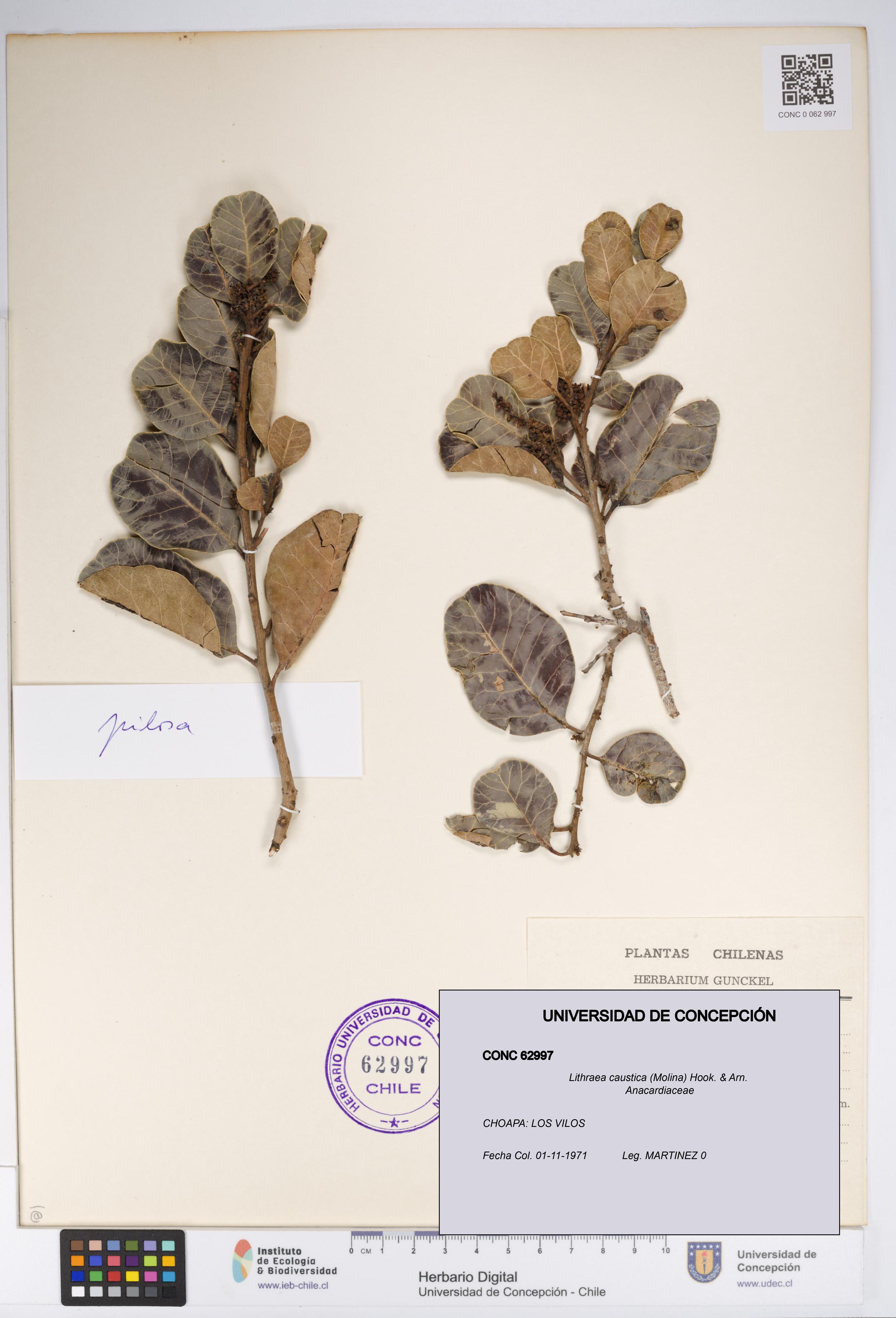 Lithraea caustica [Espécimen: UDEC:CONC:0062997]