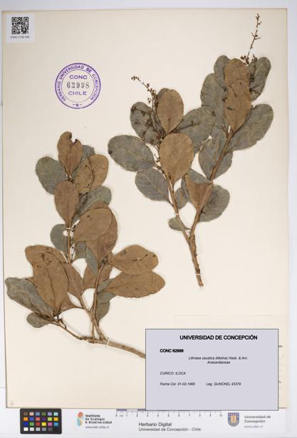 Lithraea caustica [Espécimen: UDEC:CONC:0062998]