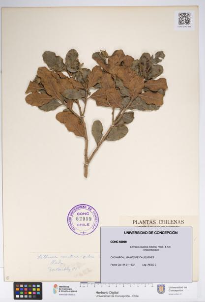 Lithraea caustica [Espécimen: UDEC:CONC:0062999]