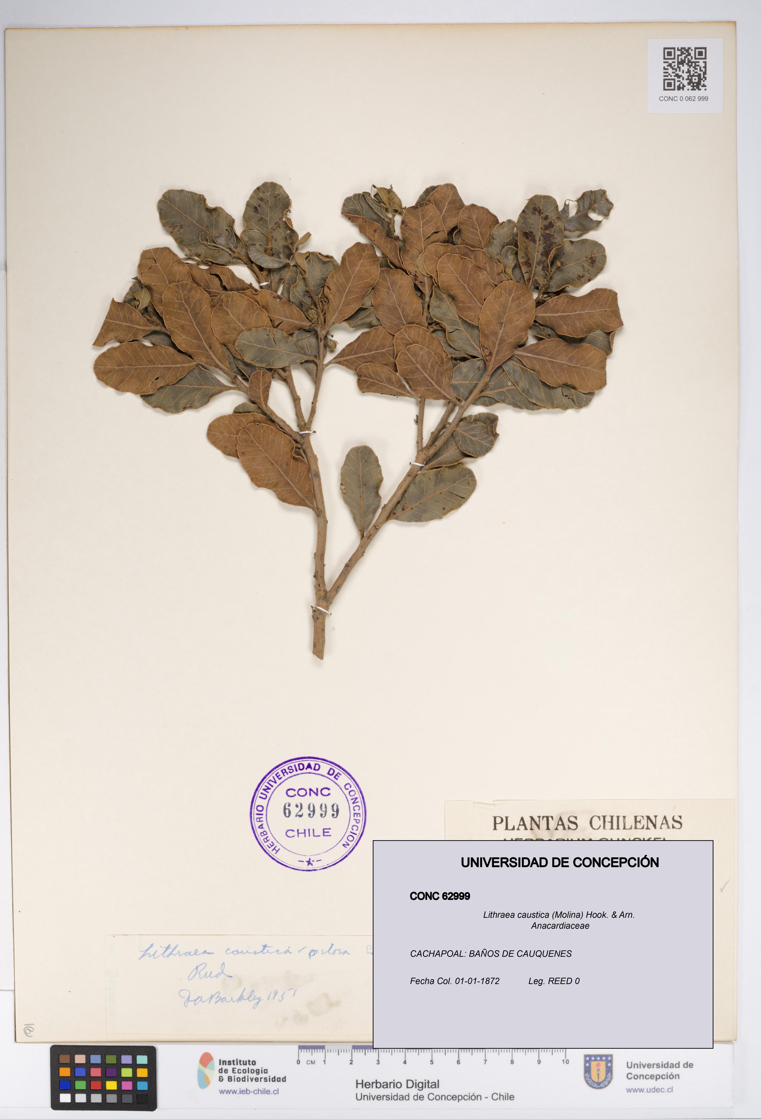 Lithraea caustica [Espécimen: UDEC:CONC:0062999]