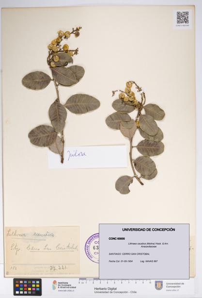 Lithraea caustica [Espécimen: UDEC:CONC:0063000]