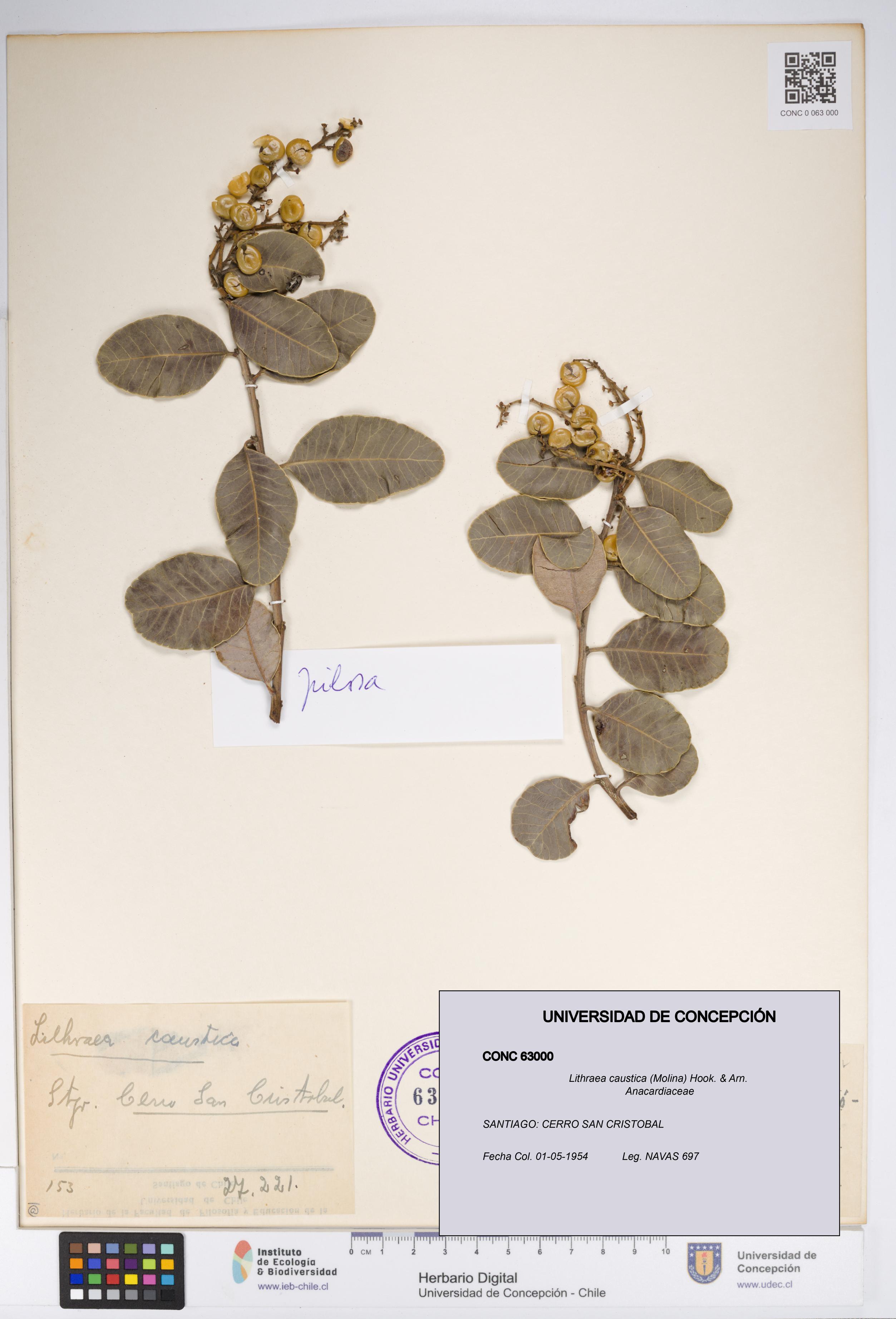 Lithraea caustica [Espécimen: UDEC:CONC:0063000]
