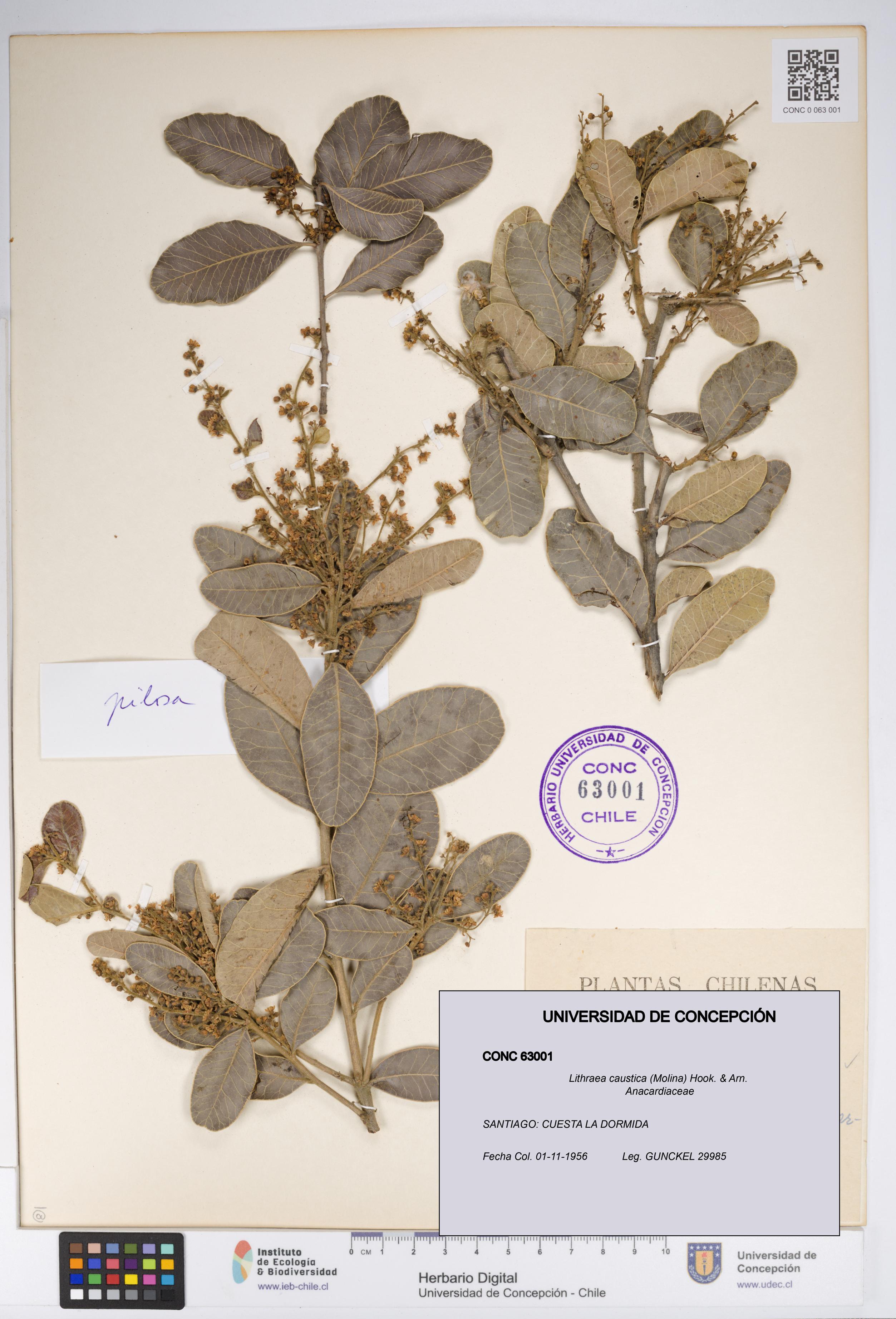 Lithraea caustica [Espécimen: UDEC:CONC:0063001]