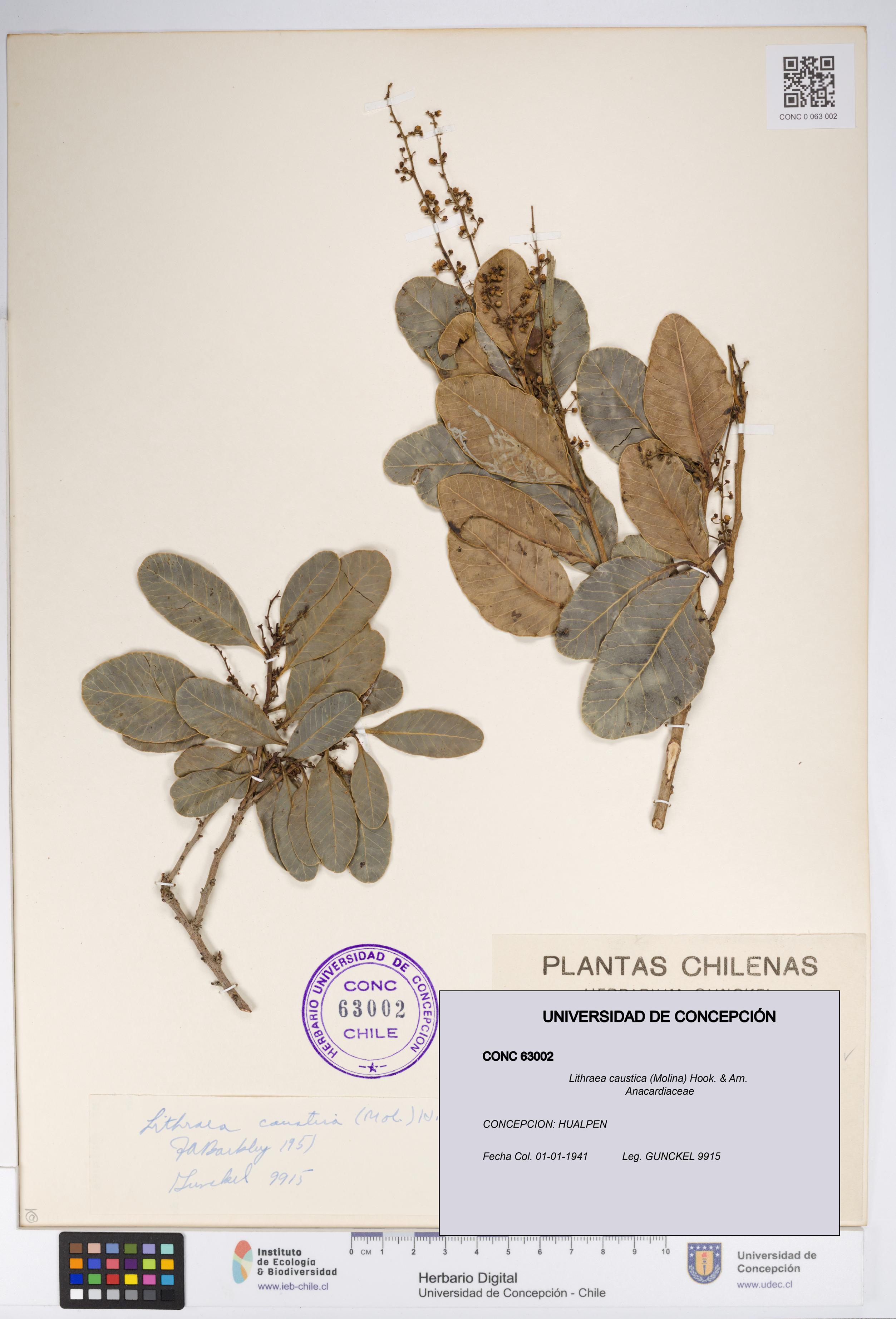 Lithraea caustica [Espécimen: UDEC:CONC:0063002]