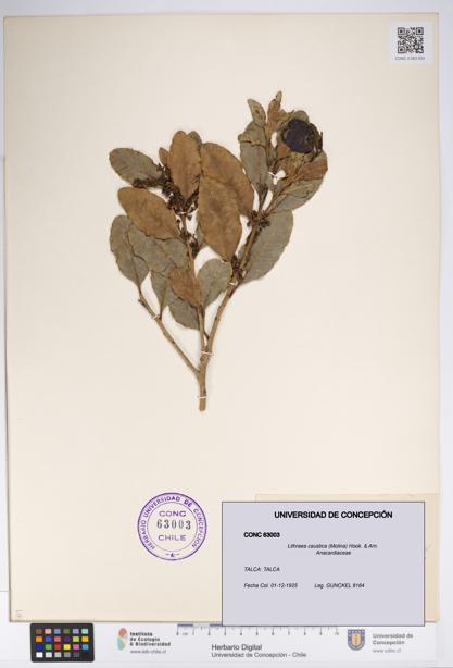 Lithraea caustica [Espécimen: UDEC:CONC:0063003]