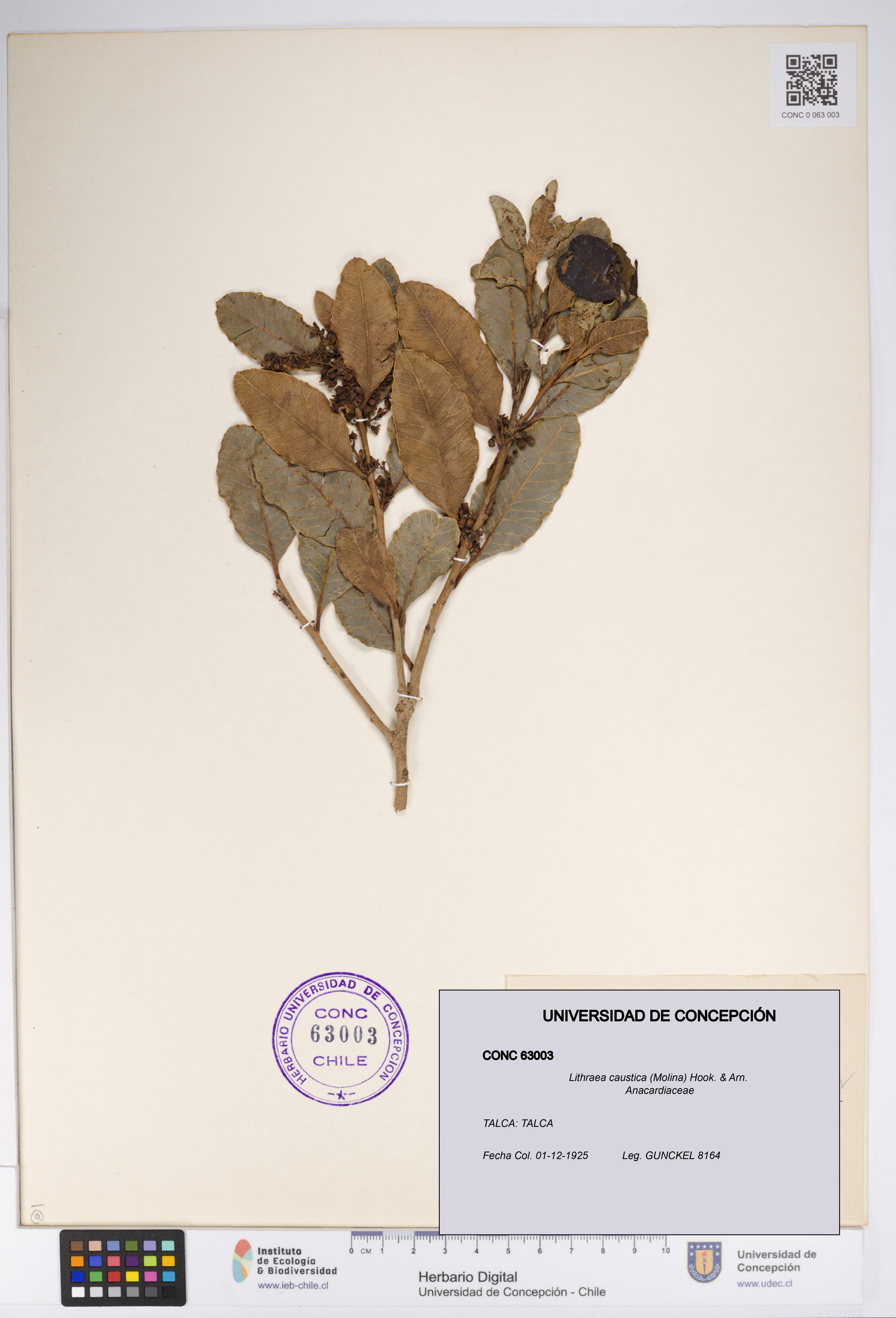 Lithraea caustica [Espécimen: UDEC:CONC:0063003]