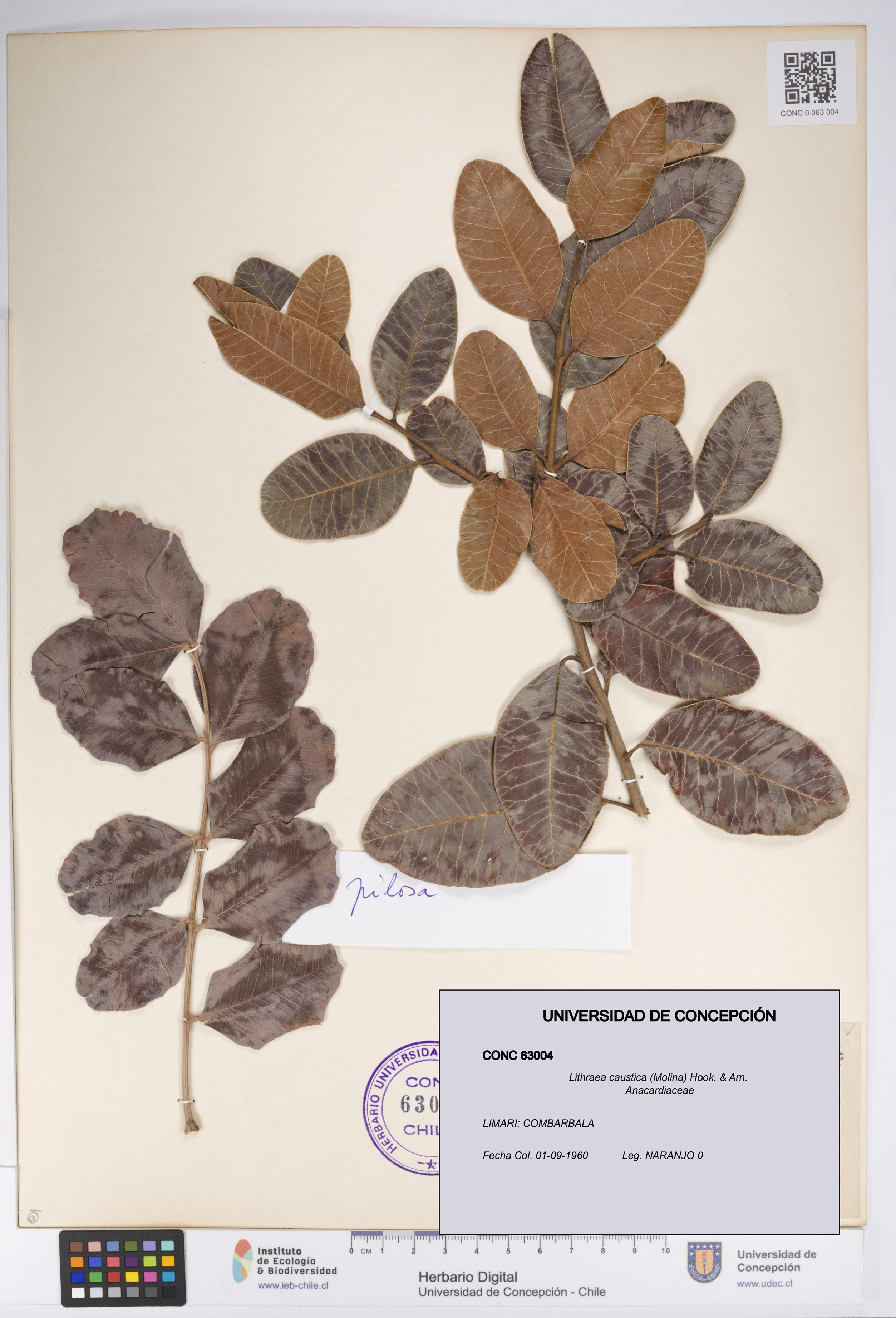 Lithraea caustica [Espécimen: UDEC:CONC:0063004]