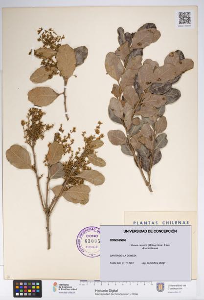 Lithraea caustica [Espécimen: UDEC:CONC:0063005]