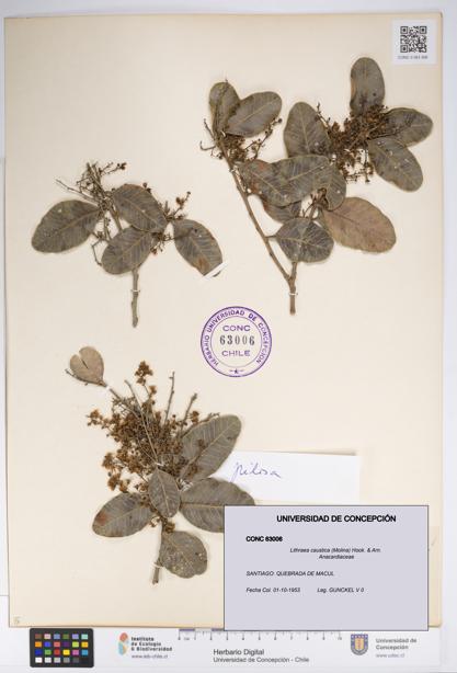 Lithraea caustica [Espécimen: UDEC:CONC:0063006]