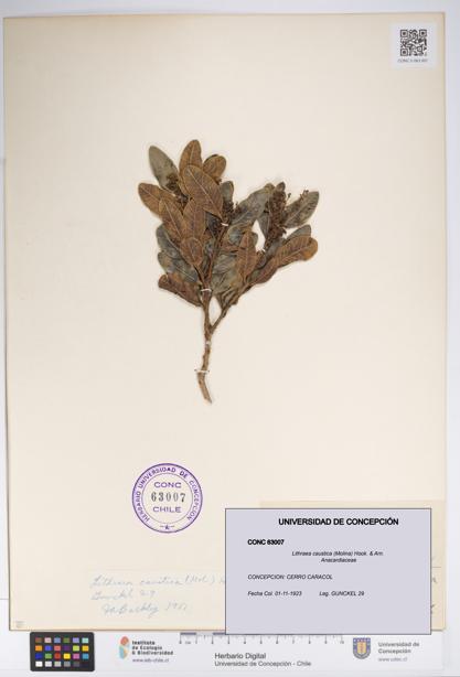 Lithraea caustica [Espécimen: UDEC:CONC:0063007]