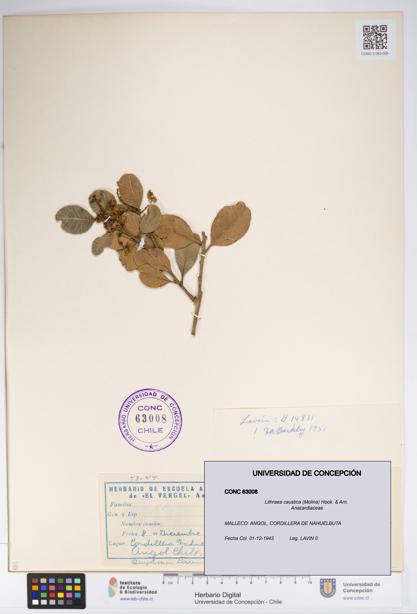 Lithraea caustica [Espécimen: UDEC:CONC:0063008]