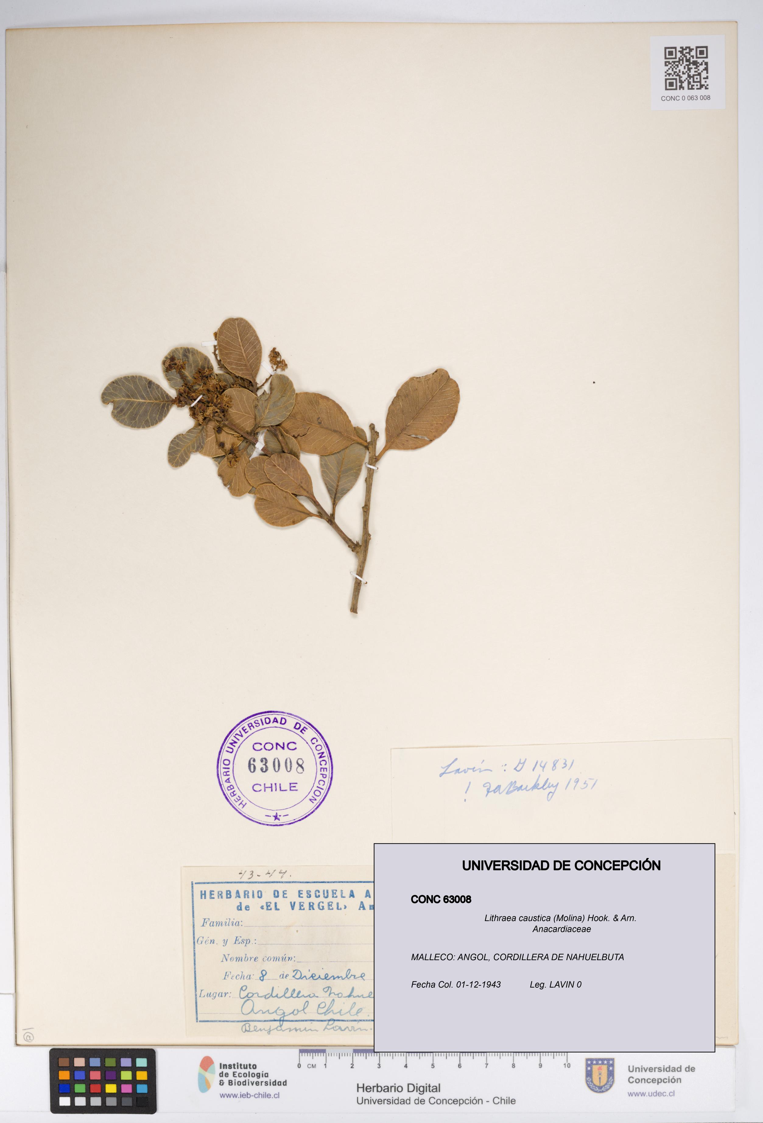Lithraea caustica [Espécimen: UDEC:CONC:0063008]