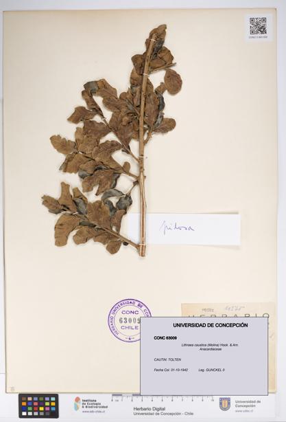 Lithraea caustica [Espécimen: UDEC:CONC:0063009]