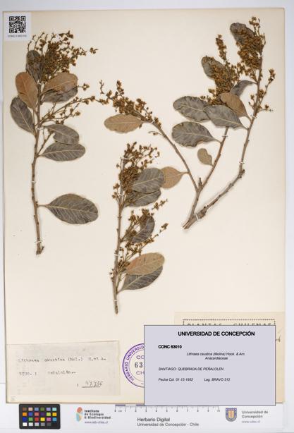 Lithraea caustica [Espécimen: UDEC:CONC:0063010]