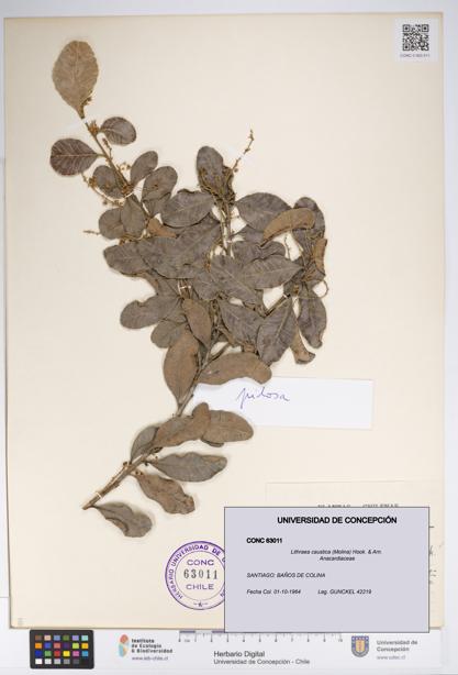 Lithraea caustica [Espécimen: UDEC:CONC:0063011]