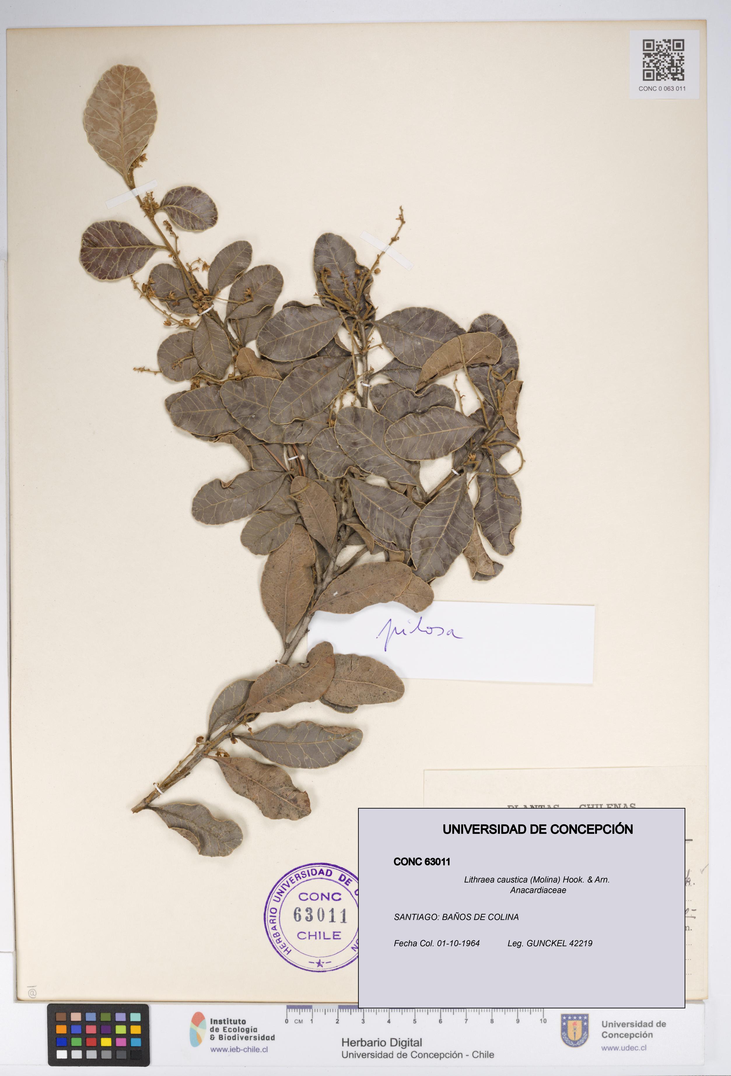 Lithraea caustica [Espécimen: UDEC:CONC:0063011]