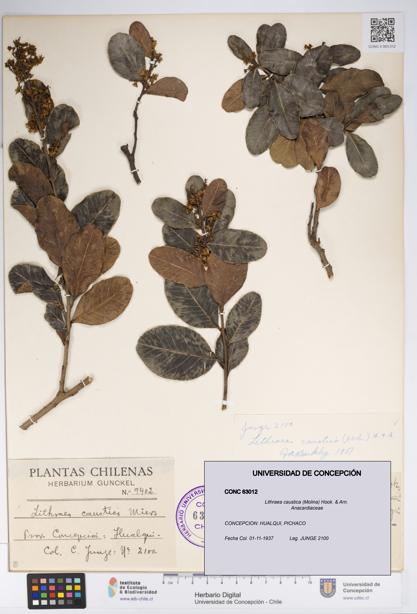 Lithraea caustica [Espécimen: UDEC:CONC:0063012]