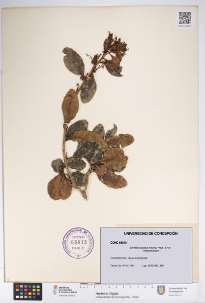 Lithraea caustica [Espécimen: UDEC:CONC:0063013]