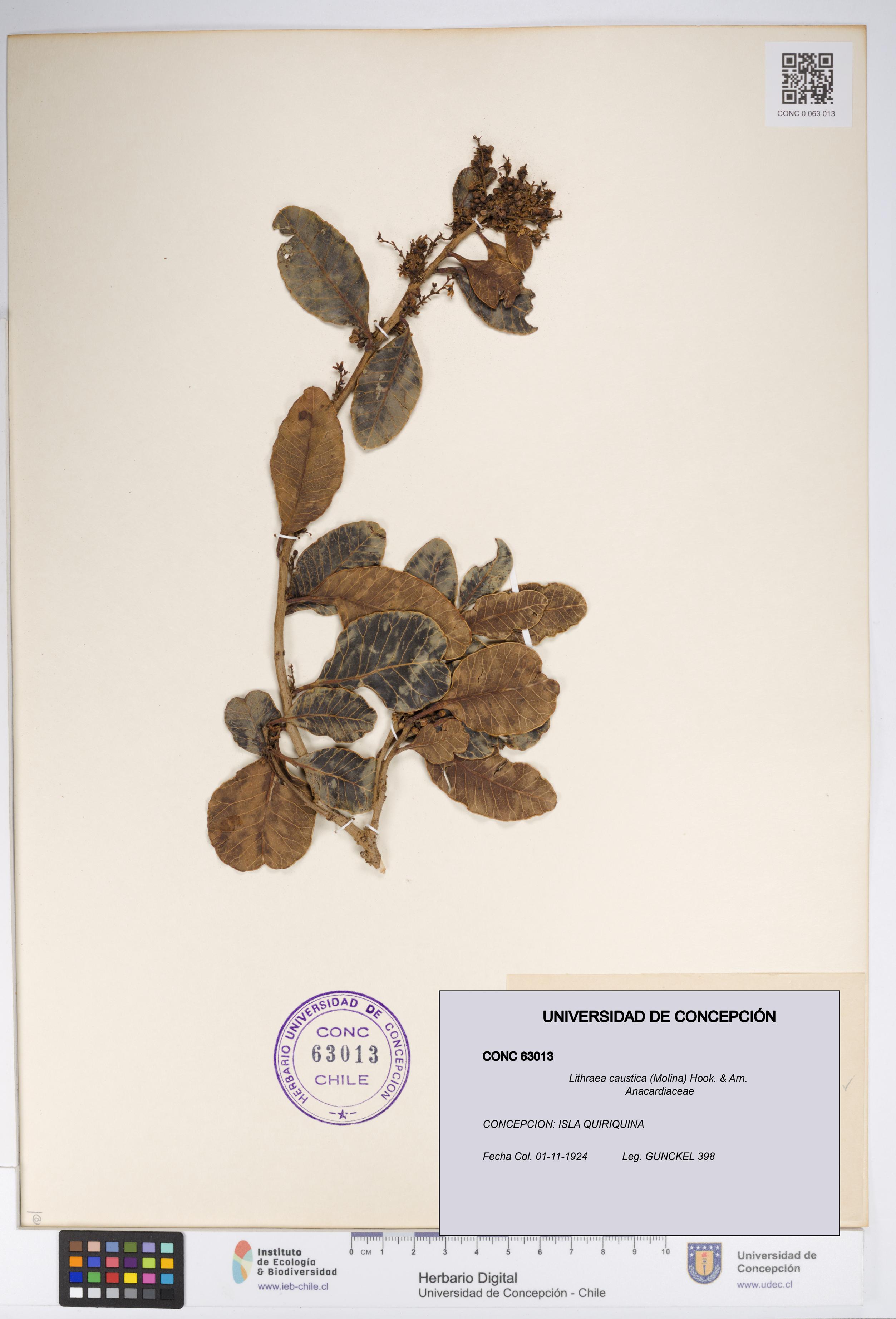 Lithraea caustica [Espécimen: UDEC:CONC:0063013]