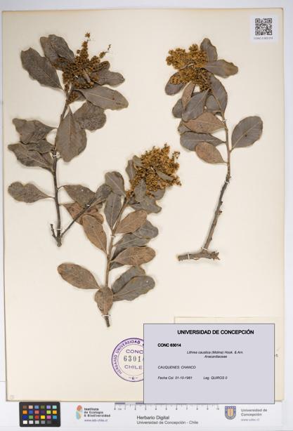 Lithraea caustica [Espécimen: UDEC:CONC:0063014]