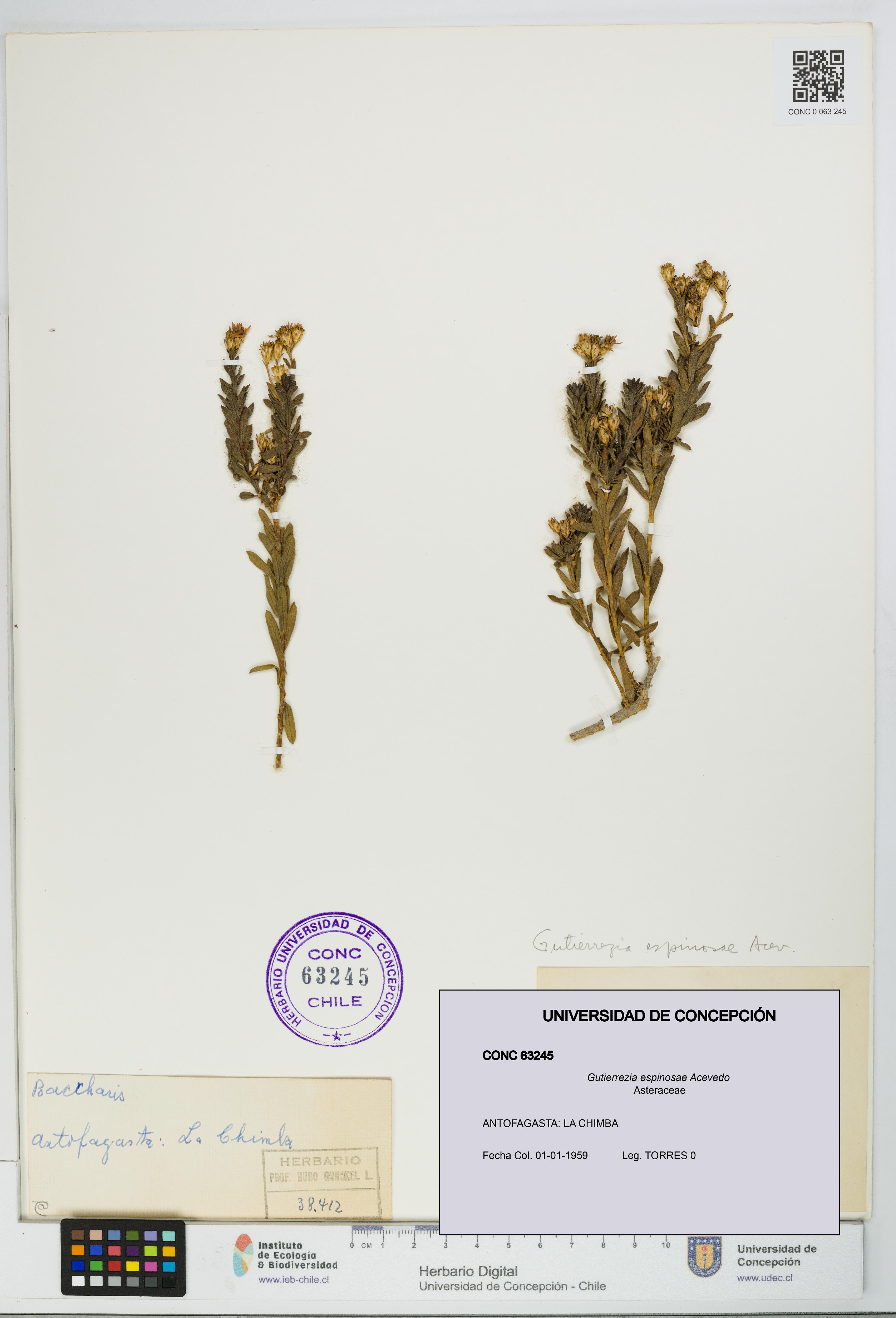 Gutierrezia espinosae [Espécimen: UDEC:CONC:0063245]