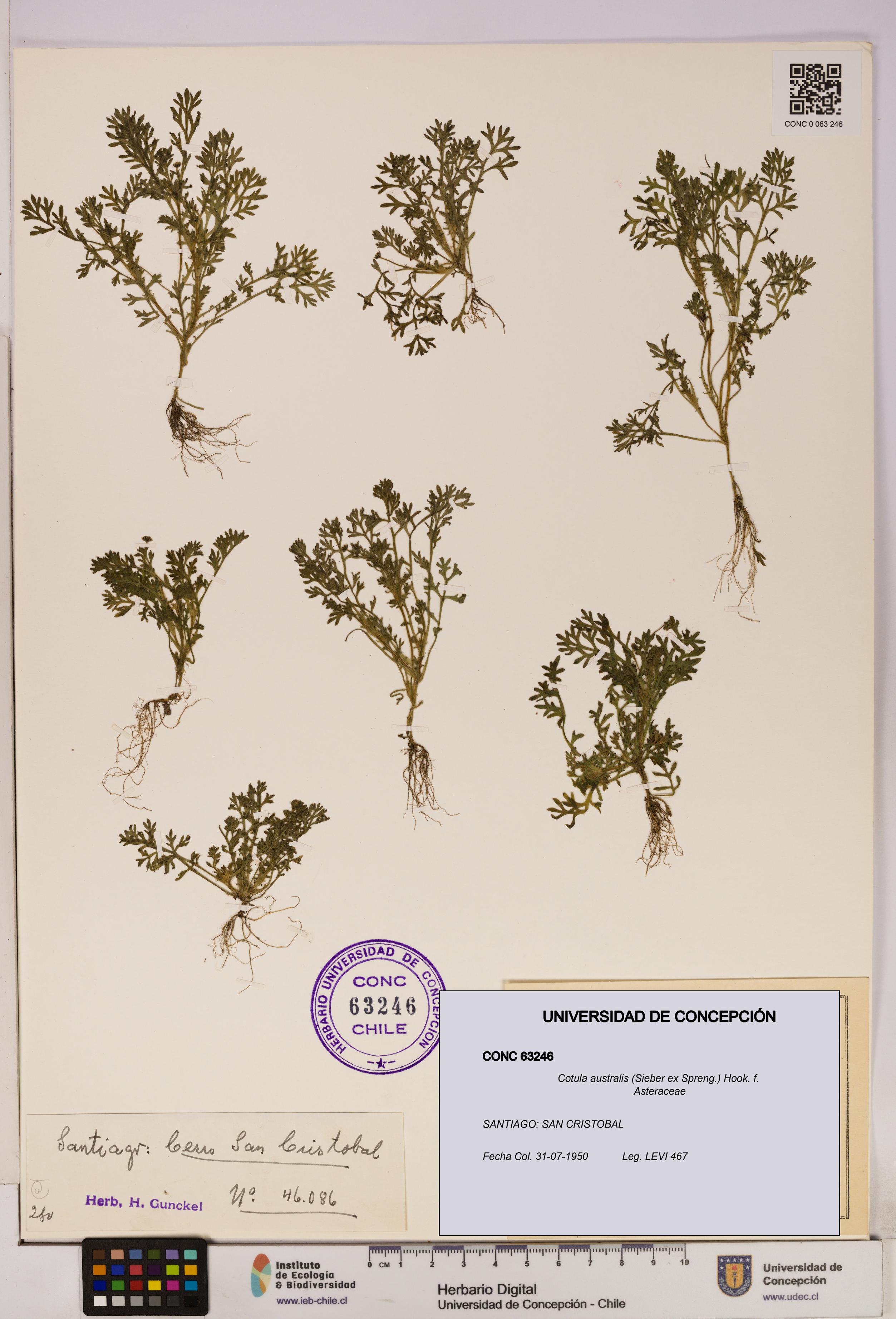 Cotula australis [Espécimen: UDEC:CONC:0063246]