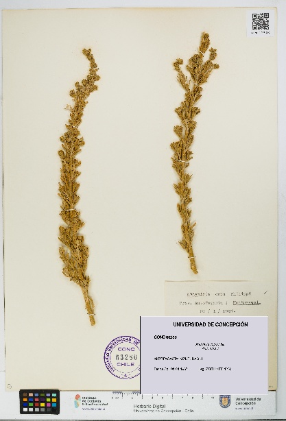 Artemisia copa [Espécimen: UDEC:CONC:0063280]