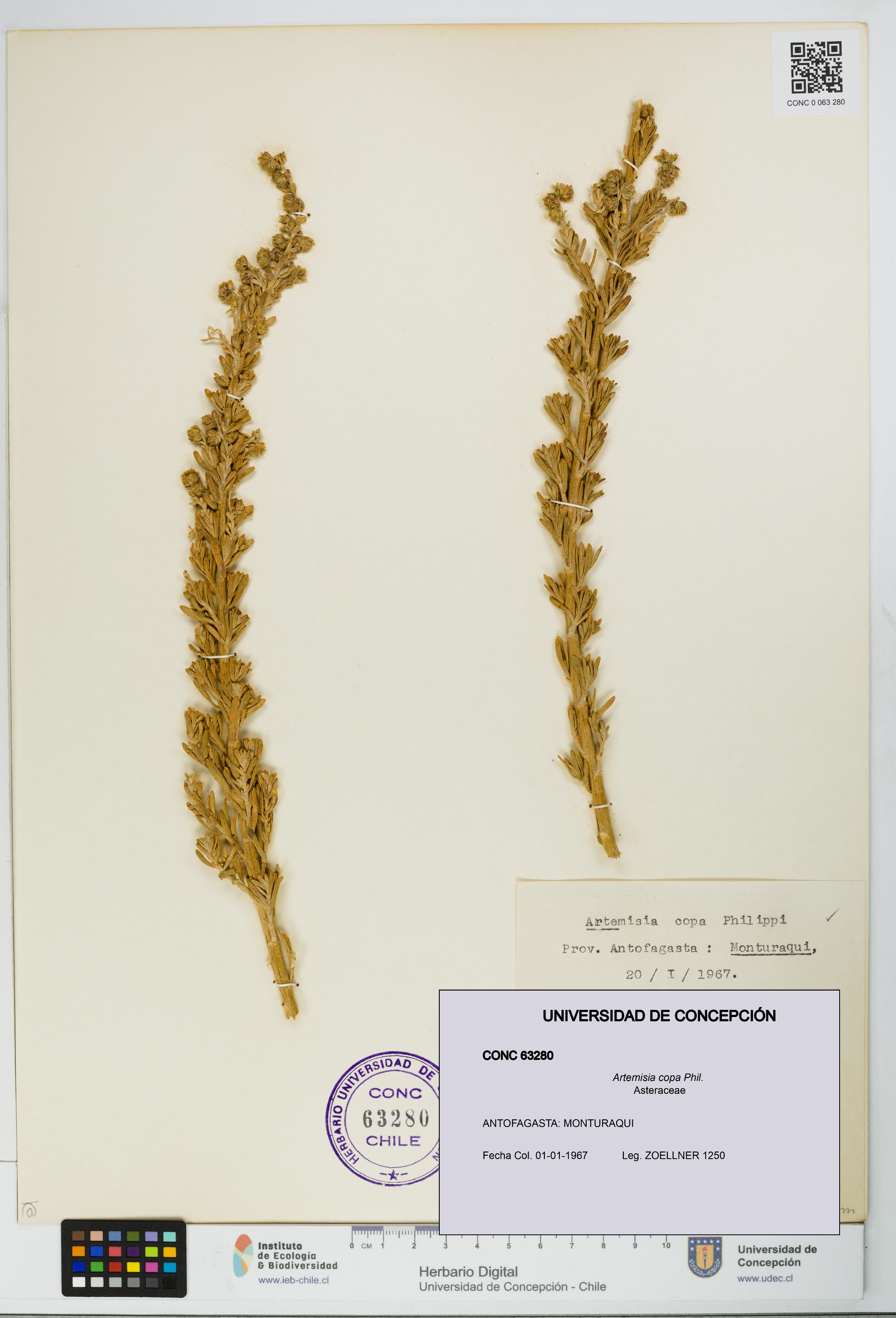 Artemisia copa [Espécimen: UDEC:CONC:0063280]