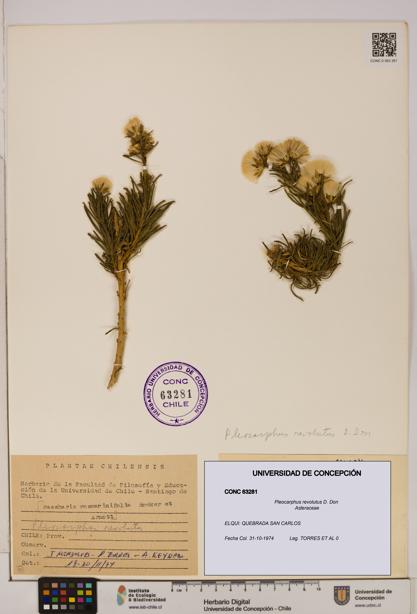 Pleocarphus revolutus [Espécimen: UDEC:CONC:0063281]