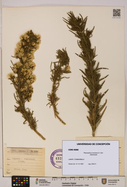 Pleocarphus revolutus [Espécimen: UDEC:CONC:0063282]