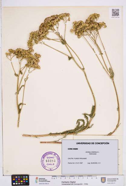 Achillea millefolium [Espécimen: ]