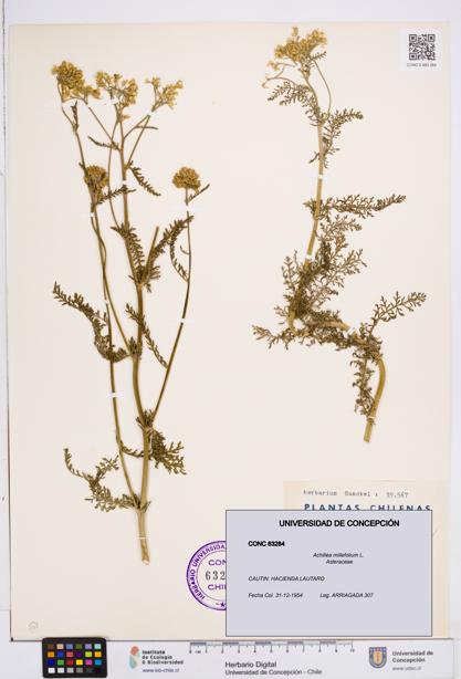 Achillea millefolium [Espécimen: ]