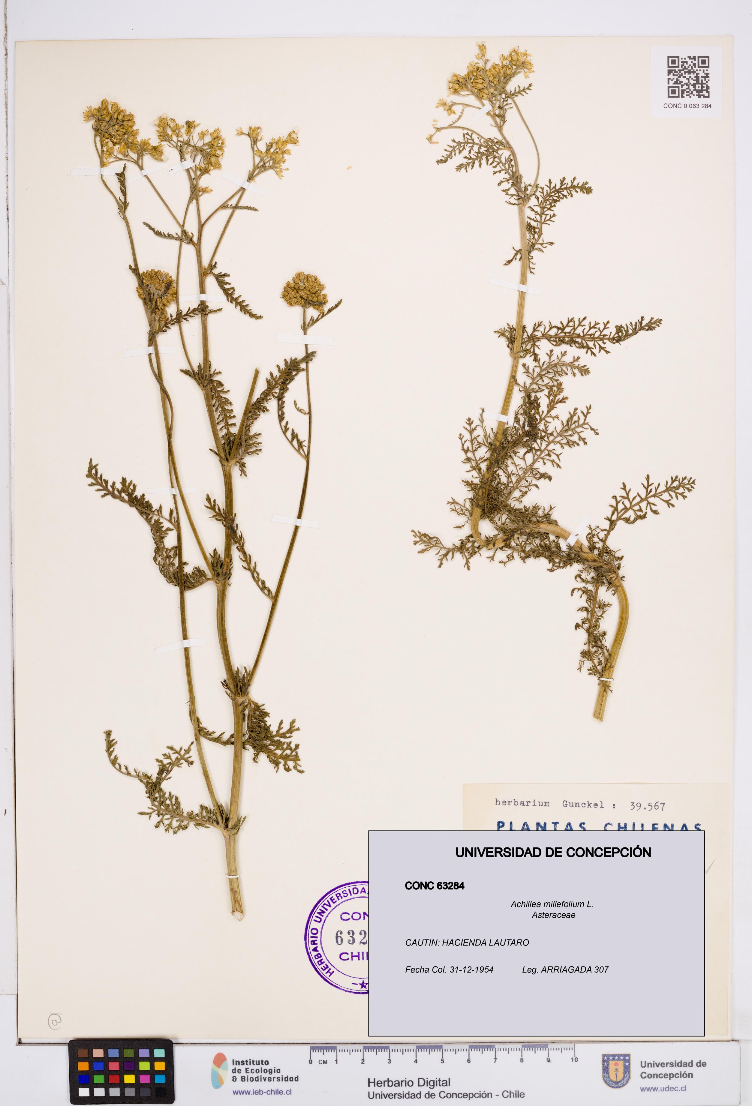 Achillea millefolium [Espécimen: ]