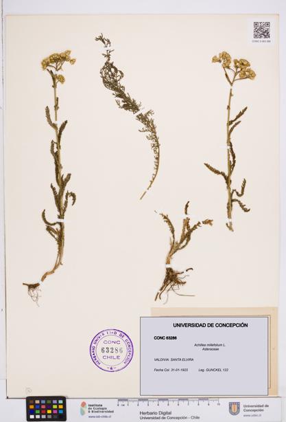 Achillea millefolium [Espécimen: ]