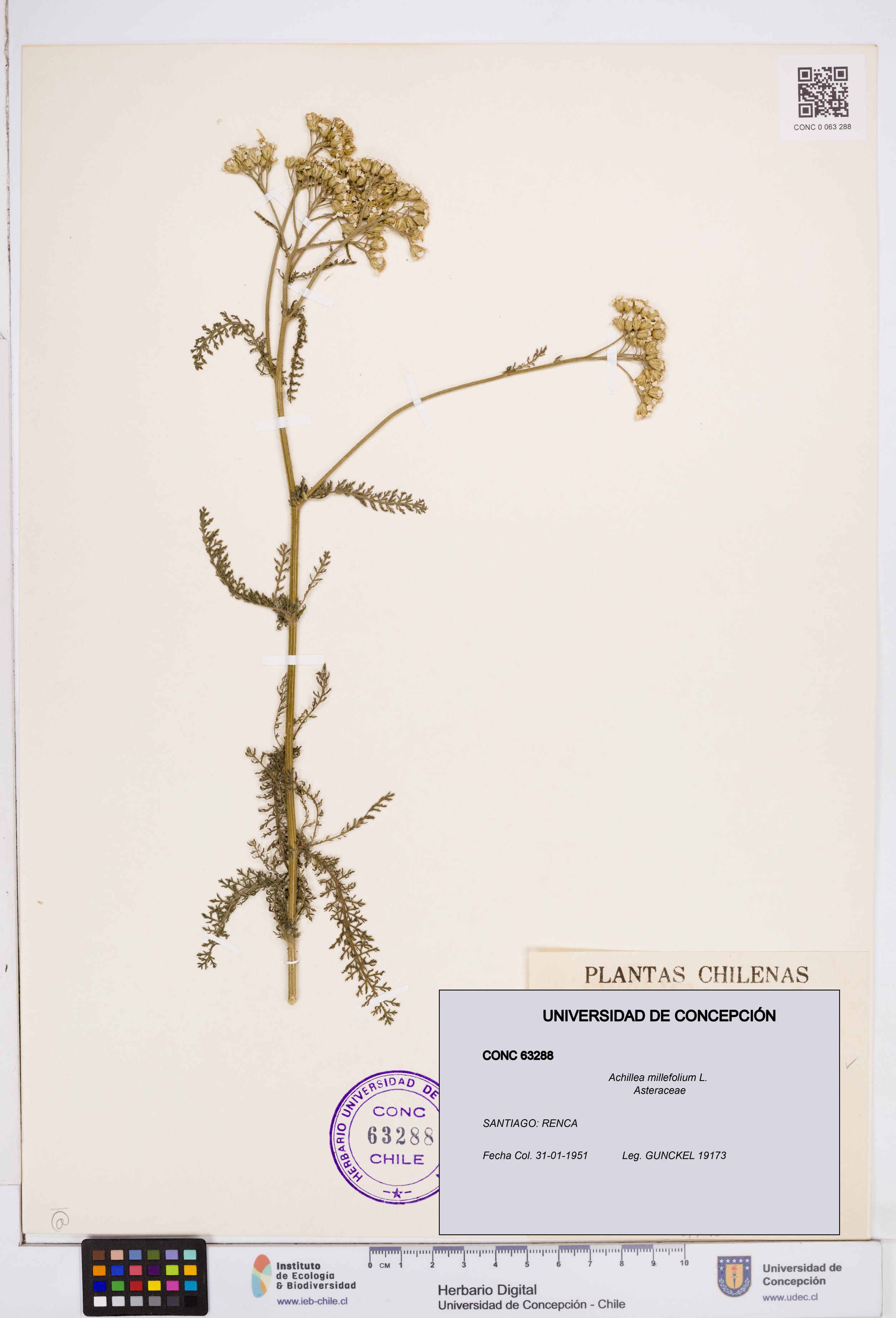 Achillea millefolium [Espécimen: ]