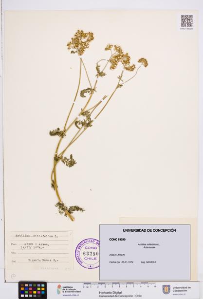 Achillea millefolium [Espécimen: ]