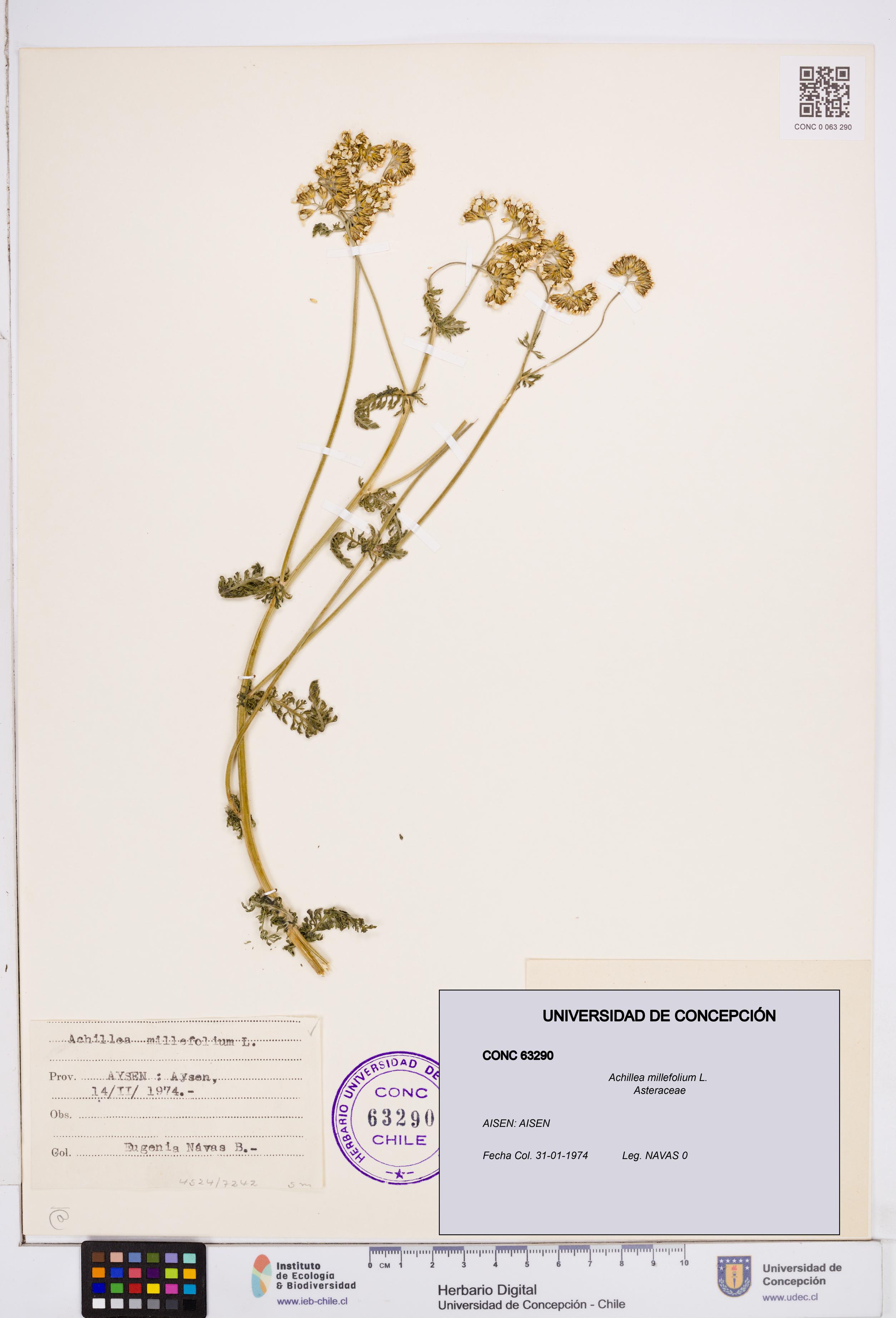 Achillea millefolium [Espécimen: ]
