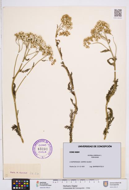 Achillea millefolium [Espécimen: ]