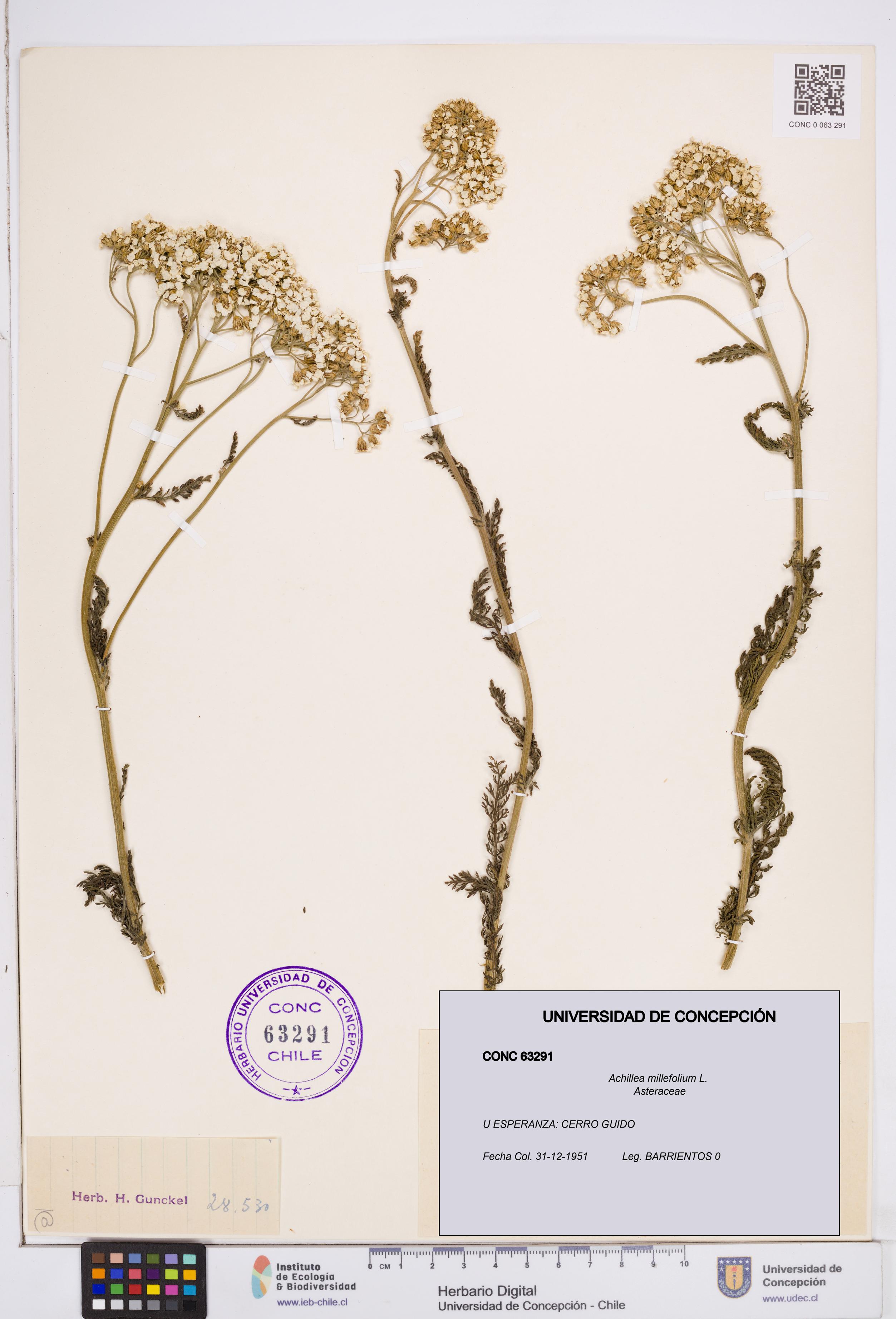 Achillea millefolium [Espécimen: ]