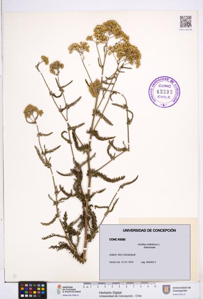 Achillea millefolium [Espécimen: ]