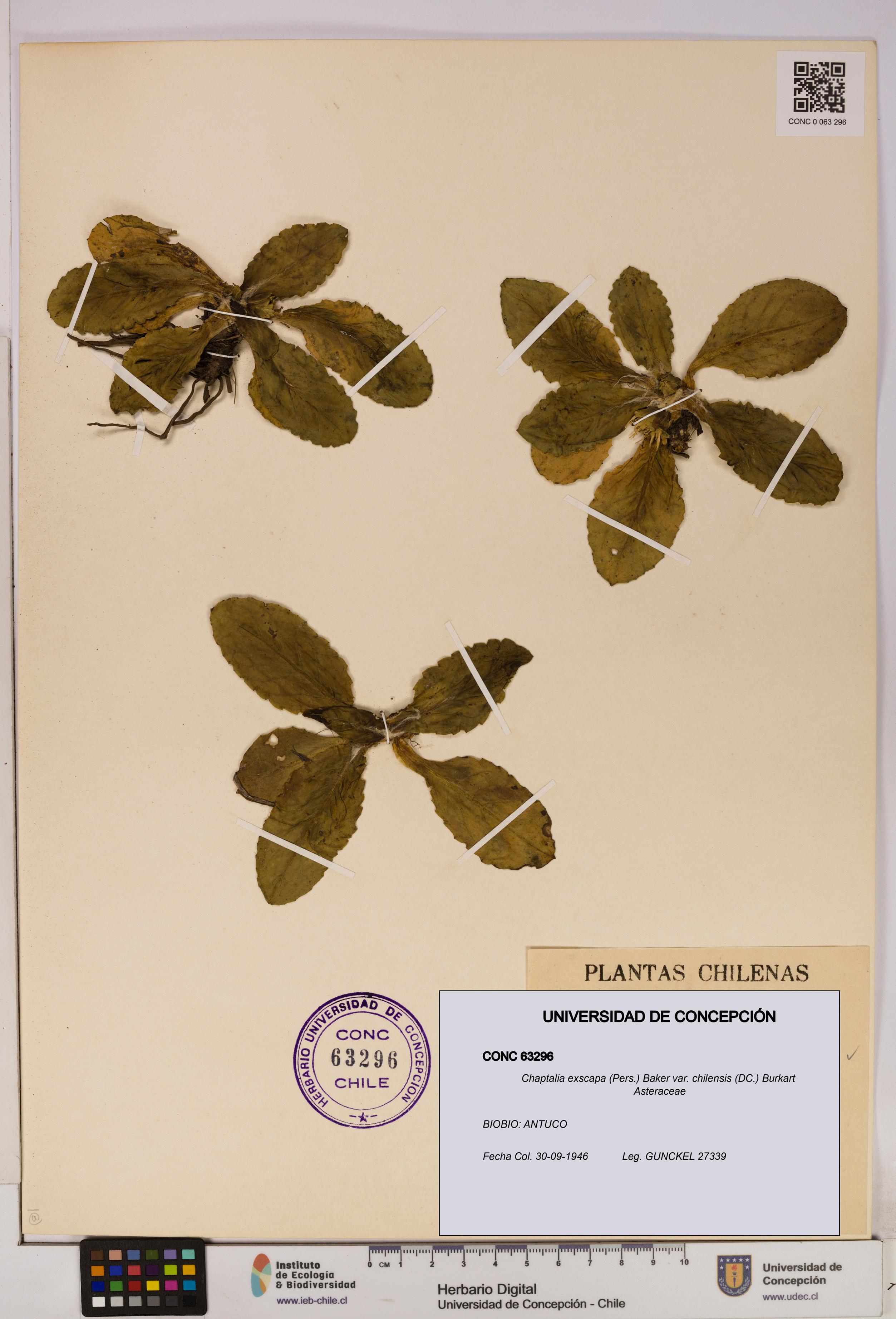 Chaptalia exscapa var. chilensis [Espécimen: UDEC:CONC:0063296]