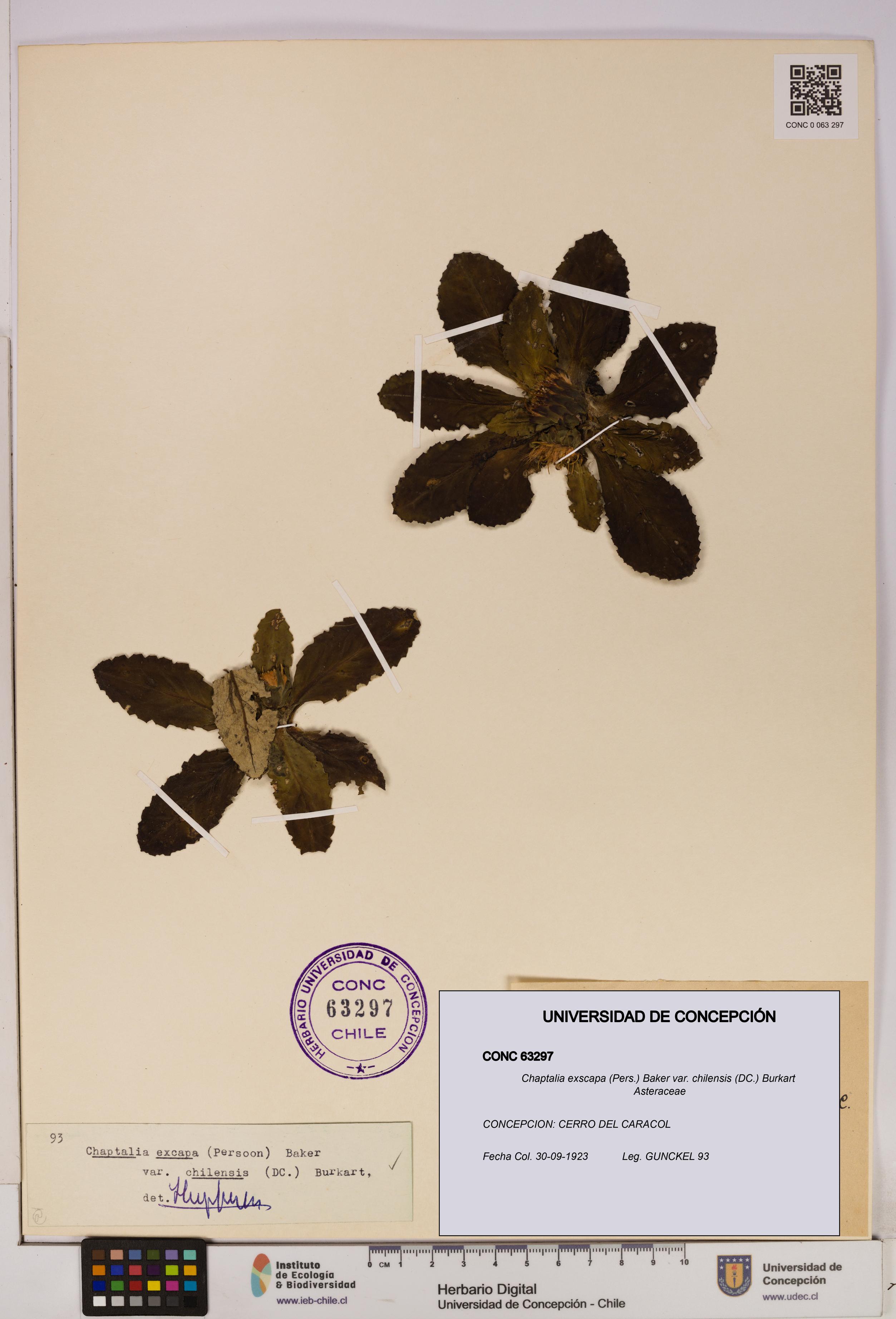 Chaptalia exscapa var. chilensis [Espécimen: UDEC:CONC:0063297]