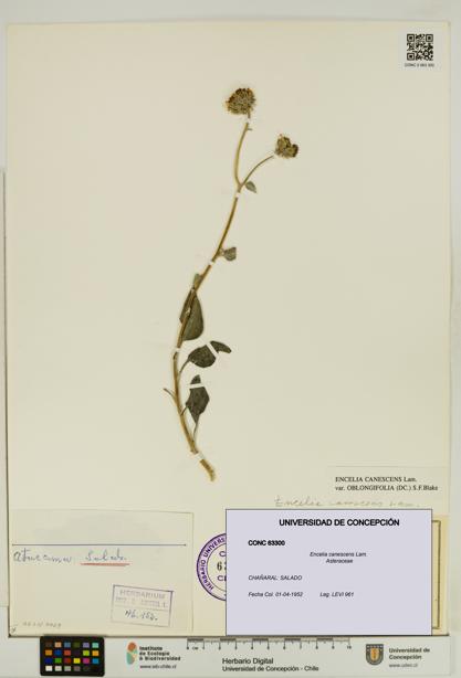 Encelia canescens [Espécimen: UDEC:CONC:0063300]