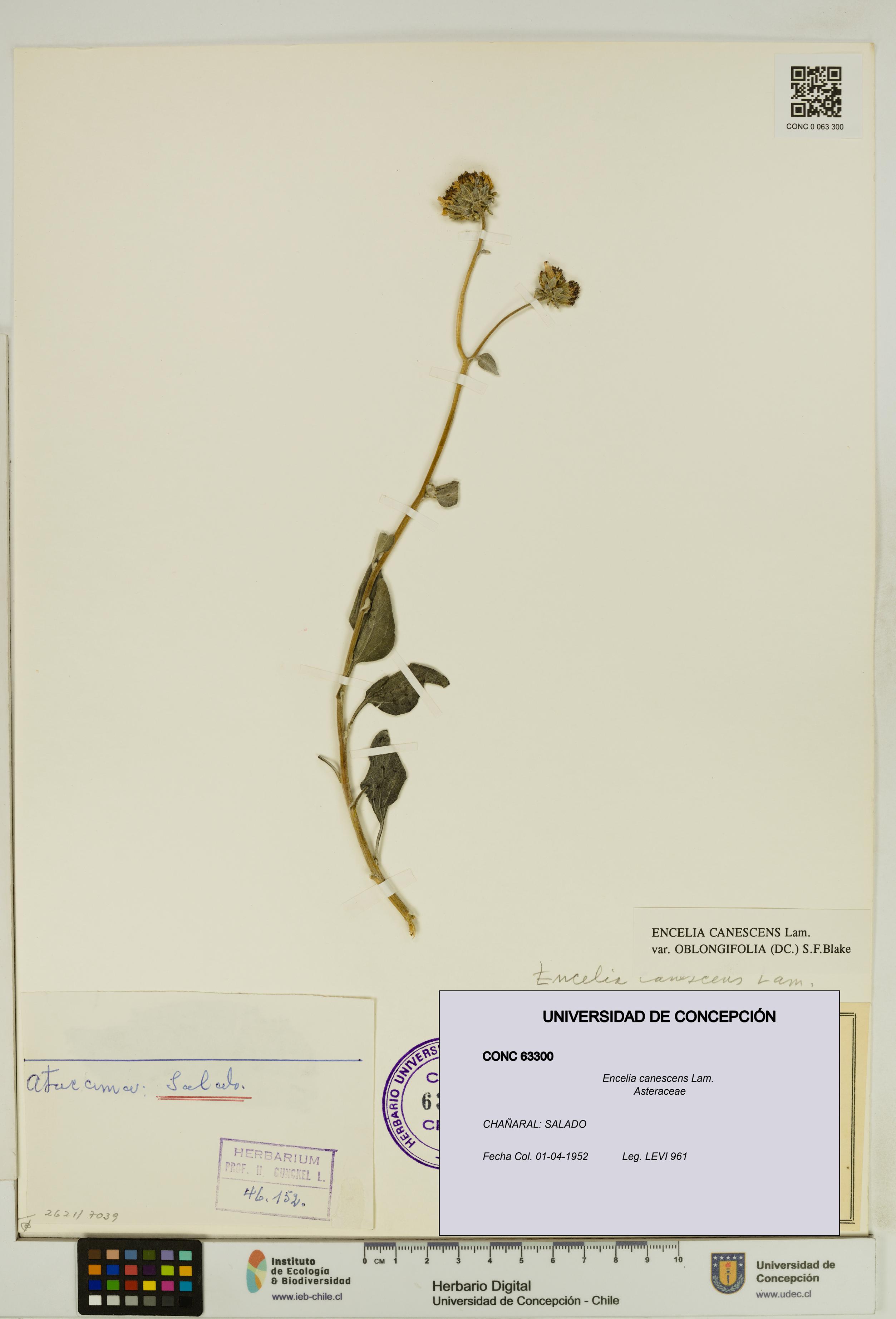 Encelia canescens [Espécimen: UDEC:CONC:0063300]