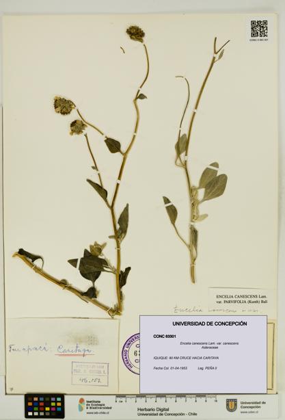Encelia canescens [Espécimen: UDEC:CONC:0063301]