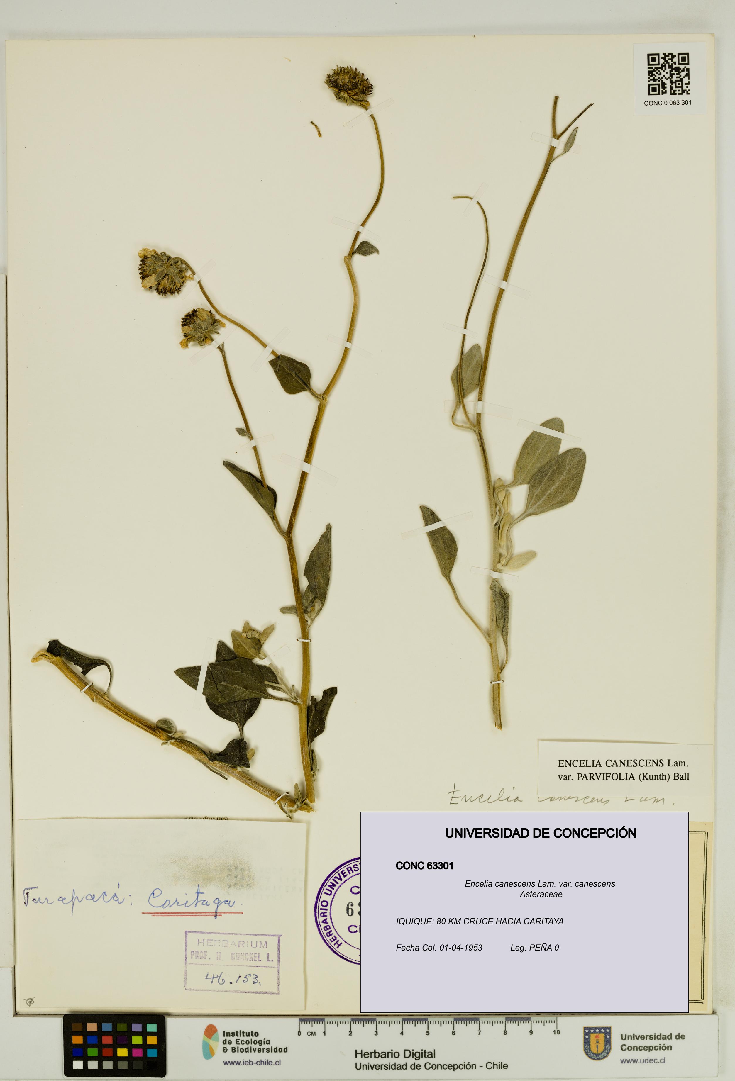 Encelia canescens [Espécimen: UDEC:CONC:0063301]